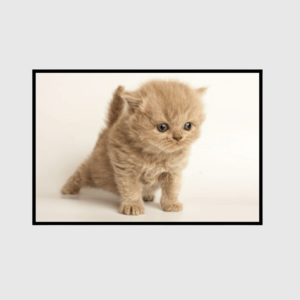 Cute Cat Posing